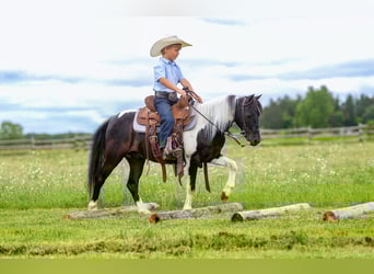 More ponies/small horses Mix, Gelding, 13 years, 10,3 hh