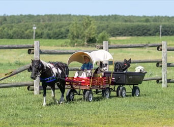 More ponies/small horses Mix, Gelding, 13 years, 10,3 hh