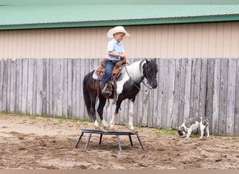 More ponies/small horses Mix, Gelding, 13 years, 10,3 hh