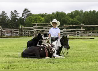 More ponies/small horses Mix, Gelding, 13 years, 10,3 hh