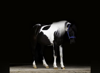 More ponies/small horses Mix, Gelding, 13 years, 10,3 hh