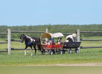 More ponies/small horses Mix, Gelding, 13 years, 10,3 hh