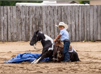 More ponies/small horses Mix, Gelding, 13 years, 10,3 hh