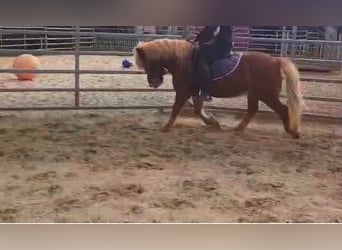 More ponies/small horses, Gelding, 13 years, 11.2 hh, Chestnut-Red