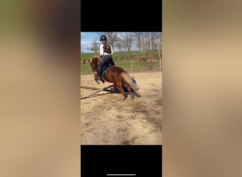 More ponies/small horses, Gelding, 13 years, 11.2 hh, Chestnut-Red