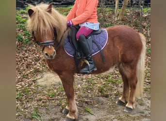 More ponies/small horses, Gelding, 13 years, 11.2 hh, Chestnut-Red