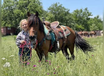 More ponies/small horses, Gelding, 13 years, 12,2 hh, Bay