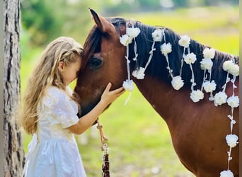 More ponies/small horses, Gelding, 13 years, 12,2 hh, Bay