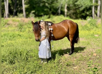 More ponies/small horses, Gelding, 13 years, 12,2 hh, Bay