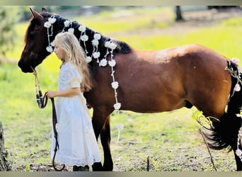 More ponies/small horses, Gelding, 13 years, 12,2 hh, Bay