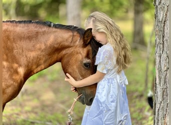 More ponies/small horses, Gelding, 13 years, 12,2 hh, Bay