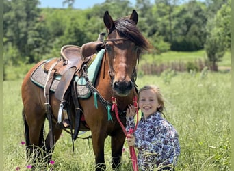 More ponies/small horses, Gelding, 13 years, 12,2 hh, Bay