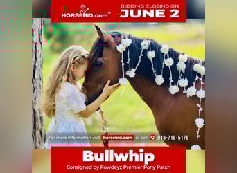 More ponies/small horses, Gelding, 13 years, 12,2 hh, Bay