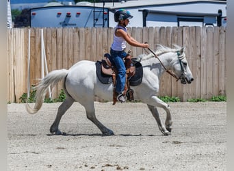 More ponies/small horses, Gelding, 13 years, 12,2 hh, Gray