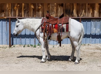 More ponies/small horses, Gelding, 13 years, 12,2 hh, Gray