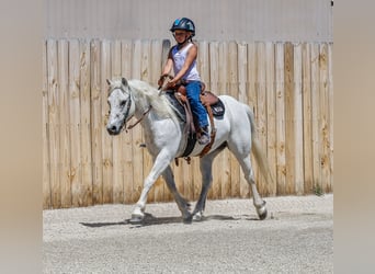 More ponies/small horses, Gelding, 13 years, 12,2 hh, Gray