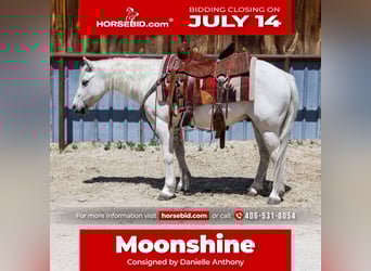 More ponies/small horses, Gelding, 13 years, 12,2 hh, Gray