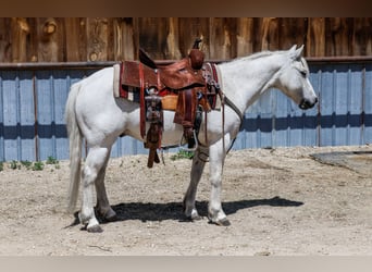 More ponies/small horses, Gelding, 13 years, 12,2 hh, Gray