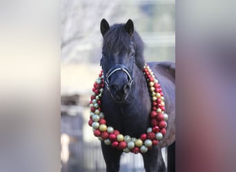 More ponies/small horses Mix, Gelding, 13 years, 13.1 hh, Smoky-Black