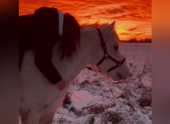 More ponies/small horses Mix, Gelding, 13 years, 13,1 hh, Grey