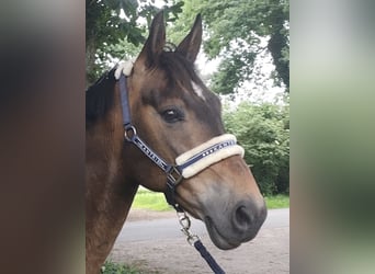 More ponies/small horses, Gelding, 13 years, 14.2 hh