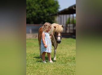 More ponies/small horses, Gelding, 13 years, 7.2 hh, Pinto