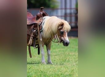 More ponies/small horses, Gelding, 13 years, 7.2 hh, Pinto