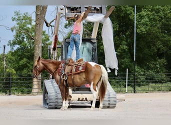 More ponies/small horses, Gelding, 13 years, Pinto