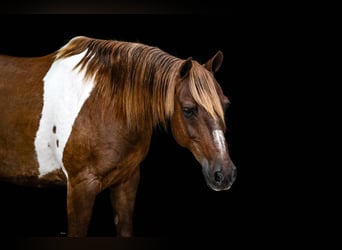 More ponies/small horses, Gelding, 13 years, Pinto