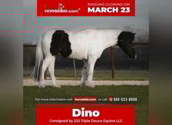 More ponies/small horses, Gelding, 13 years, Pinto