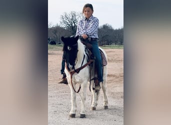 More ponies/small horses, Gelding, 13 years, Pinto