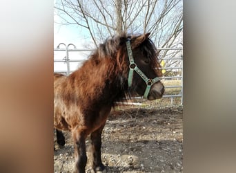 More ponies/small horses, Gelding, 14 years, 10.1 hh, Brown