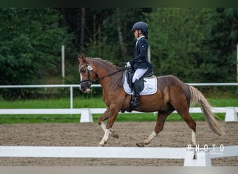 More ponies/small horses, Gelding, 14 years, 13.1 hh, Chestnut-Red