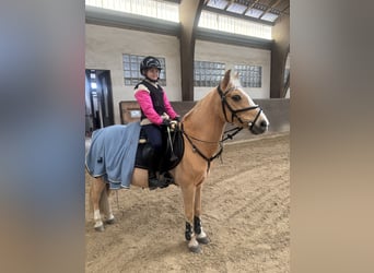 More ponies/small horses, Gelding, 14 years, 13.1 hh, Palomino