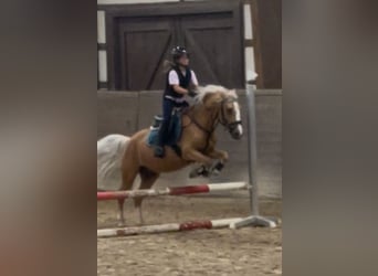 More ponies/small horses, Gelding, 14 years, 13,1 hh, Palomino