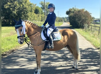 More ponies/small horses, Gelding, 14 years, 13,1 hh, Palomino