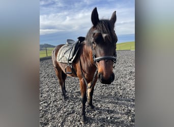 More ponies/small horses Mix, Gelding, 14 years, 14,1 hh, Bay-Dark