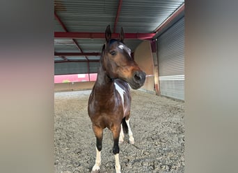 More ponies/small horses, Gelding, 14 years, 14,2 hh, Pinto