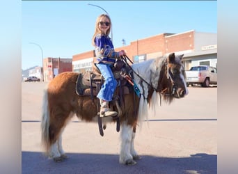 More ponies/small horses, Gelding, 14 years, 8.1 hh