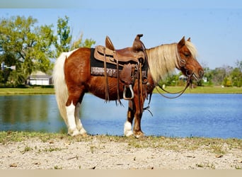 More ponies/small horses, Gelding, 14 years, 8 hh, Pinto