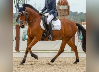 More ponies/small horses, Gelding, 15 years, 11.1 hh, Brown