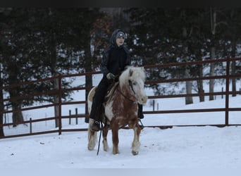 More ponies/small horses, Gelding, 15 years, 12.3 hh