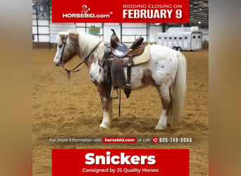 More ponies/small horses, Gelding, 15 years, 12.3 hh