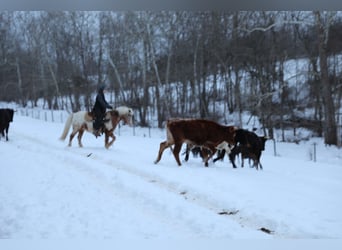 More ponies/small horses, Gelding, 15 years, 12.3 hh