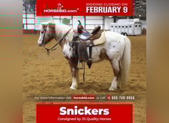 More ponies/small horses, Gelding, 15 years, 12,3 hh