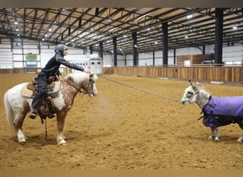 More ponies/small horses, Gelding, 15 years, 12,3 hh