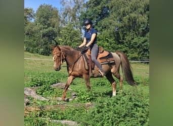 More ponies/small horses, Gelding, 15 years, 13.2 hh, Roan-Red