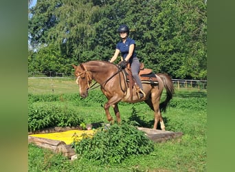 More ponies/small horses, Gelding, 15 years, 13.2 hh, Roan-Red
