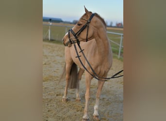 More ponies/small horses, Gelding, 15 years, 13.3 hh, Chestnut-Red