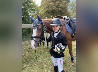 More ponies/small horses, Gelding, 15 years, 13,2 hh, Chestnut-Red
